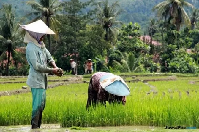 Dukung Swasembada Pangan, FORWAPI Dorong Pemerintah Audit BUMDes dan Program Ketahanan Pangan di Desa